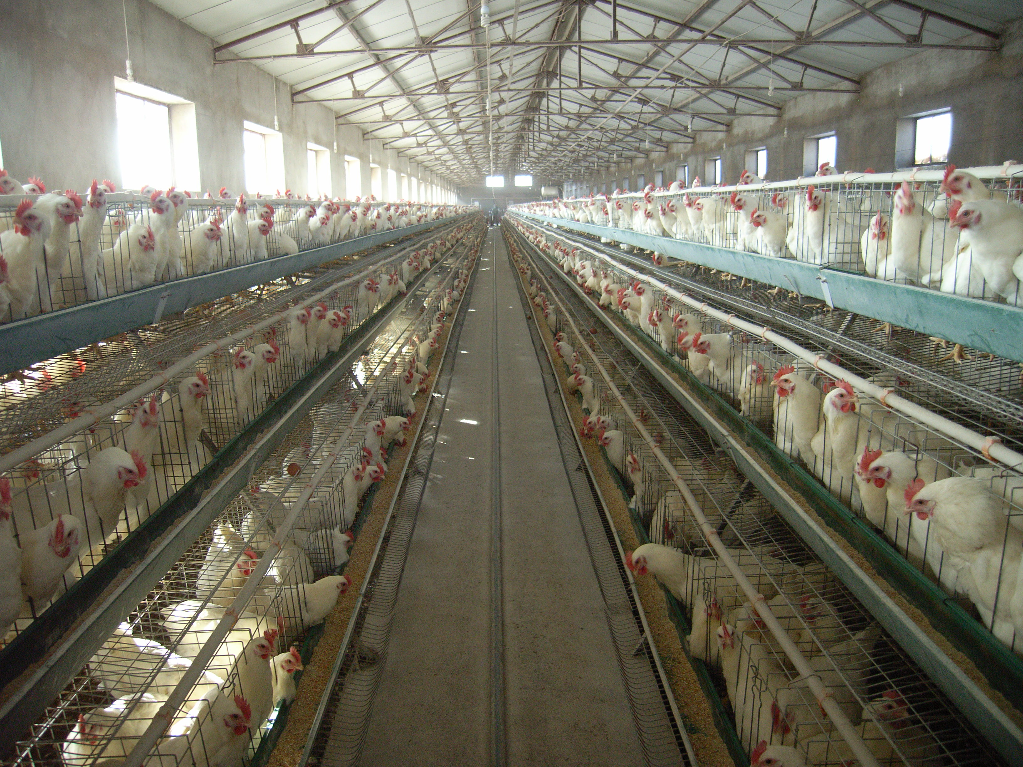 物联网智慧畜牧养殖智慧养鸡方案