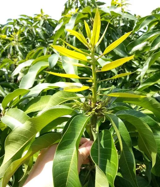 各個芒果產區,3月份芒果管理要點