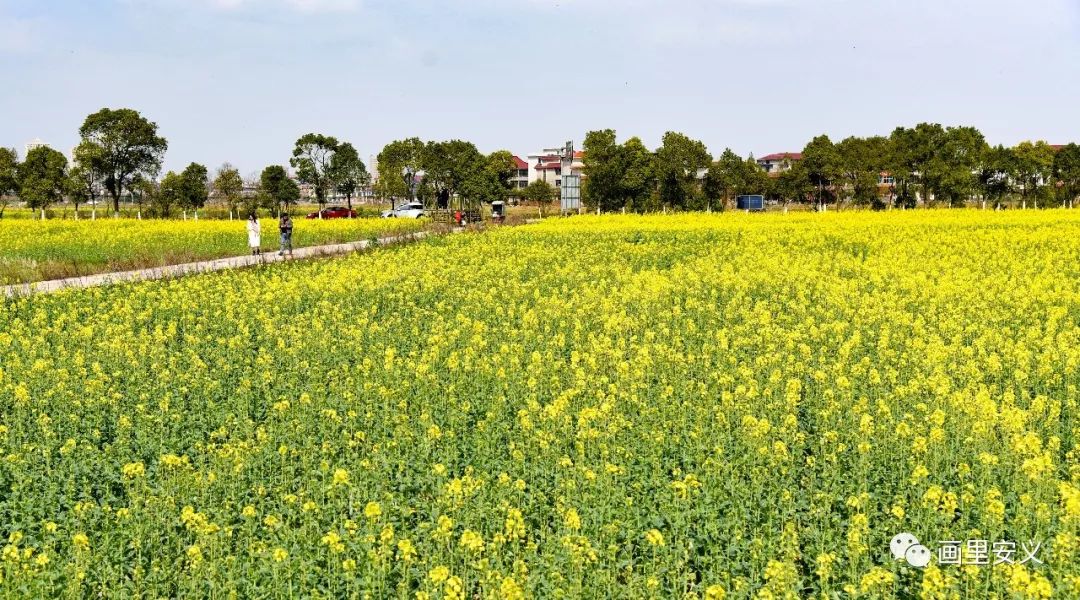 安義花開成海,赴一場春天的約會_油菜花