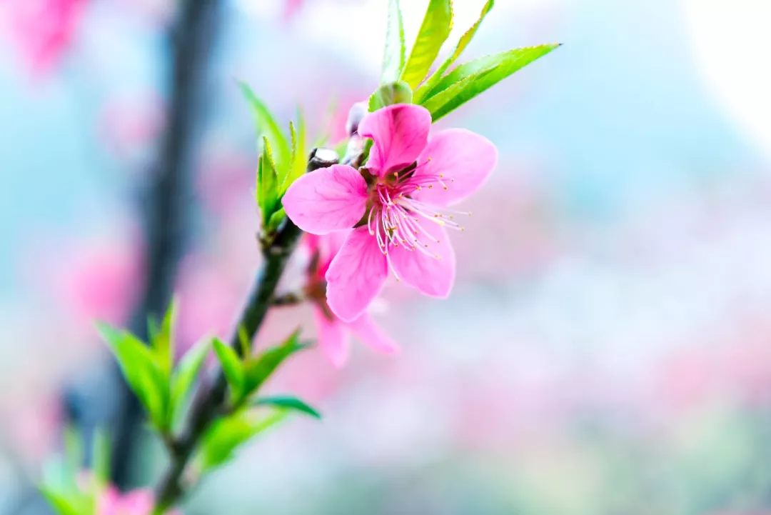 3月桃花開連州這兩個景點桃花滿山