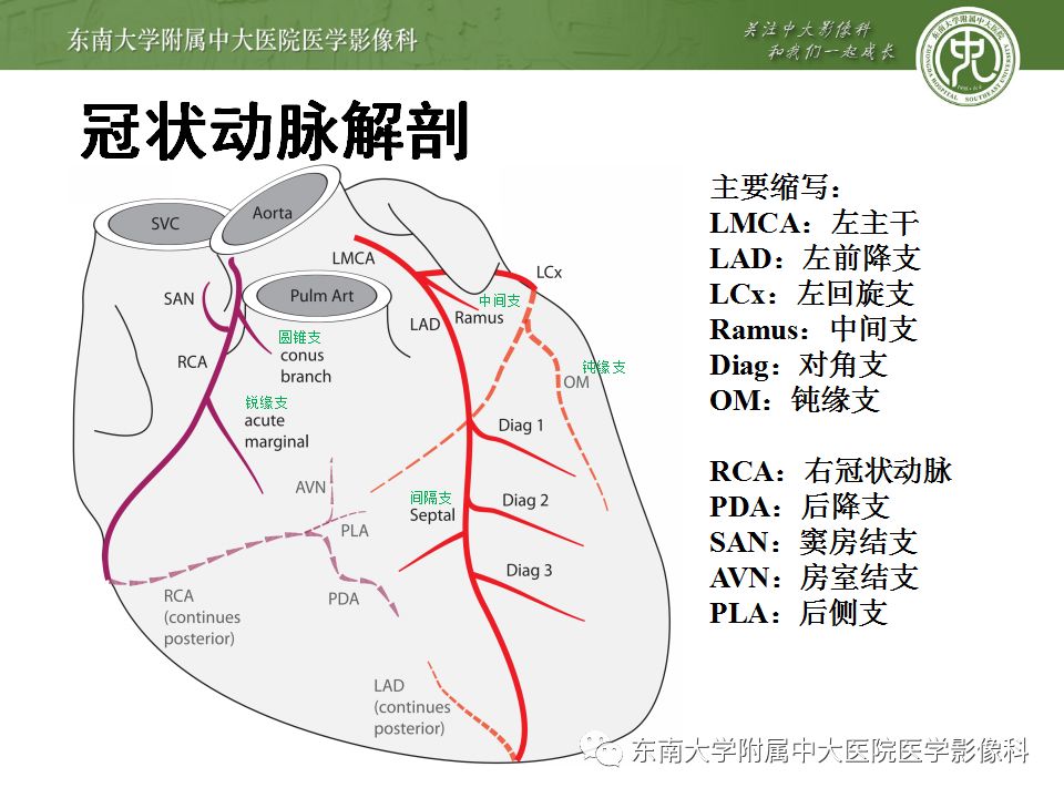 冠脉血管解剖图和分段图片