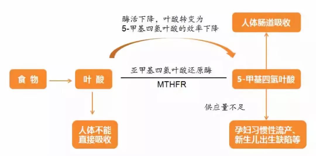 mthfr全称为5,10-亚甲基四氢叶酸还原酶(5,10