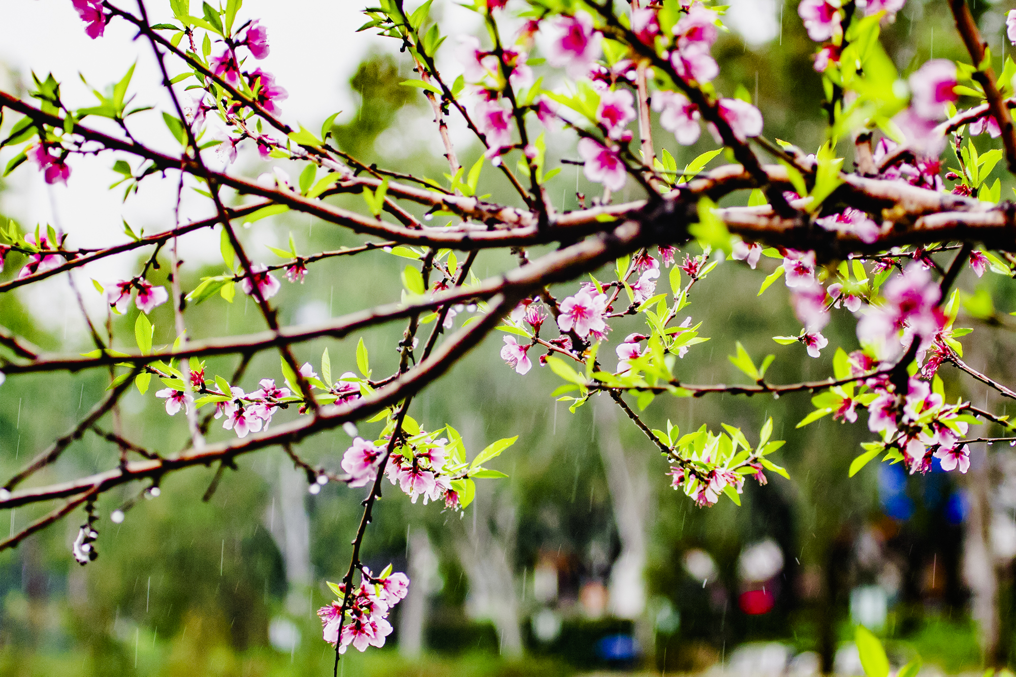 等風等雨,我在福州西湖桃花樹下等著你