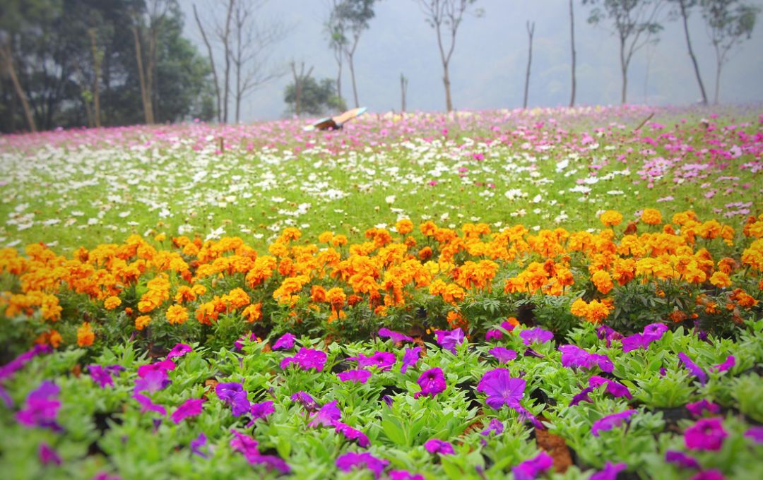 清泉花海图片