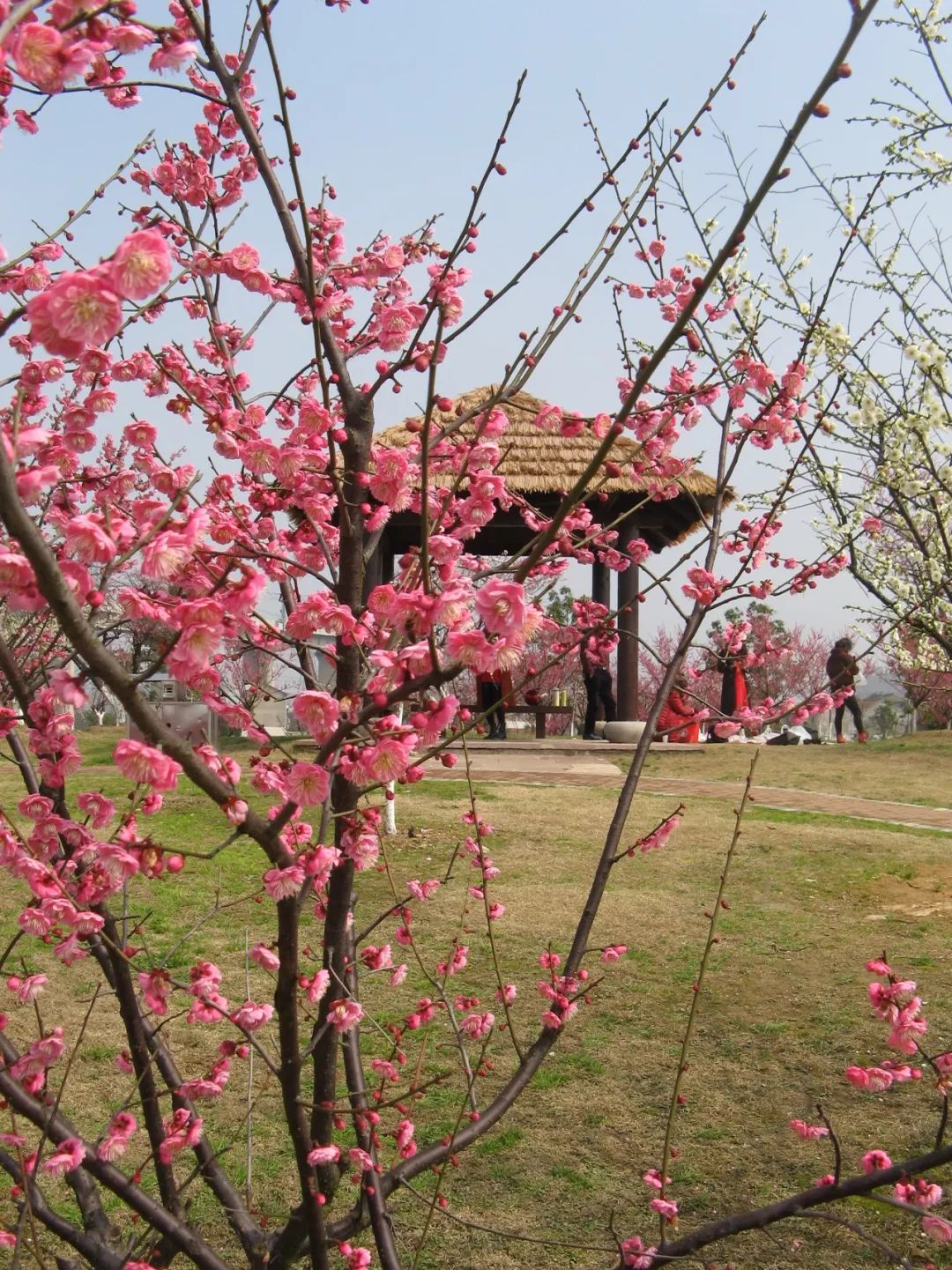 镇海永旺村梅花图片