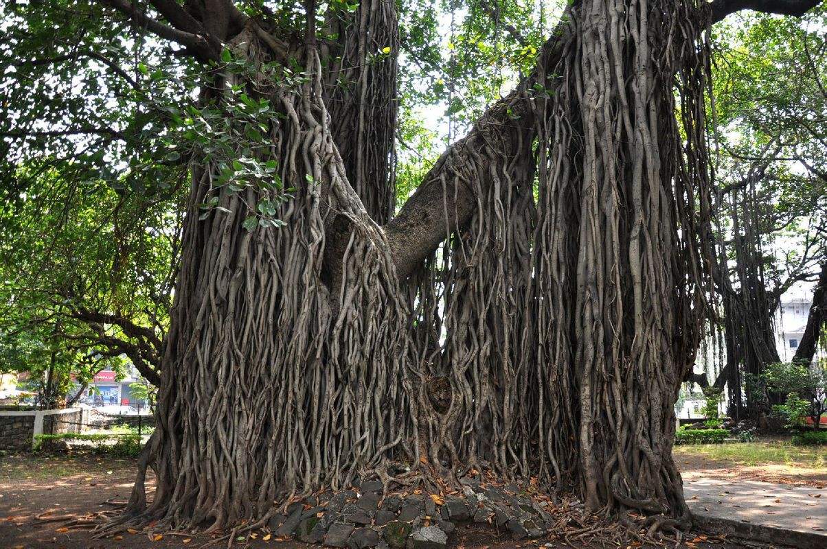 世界上最大的榕树图片图片