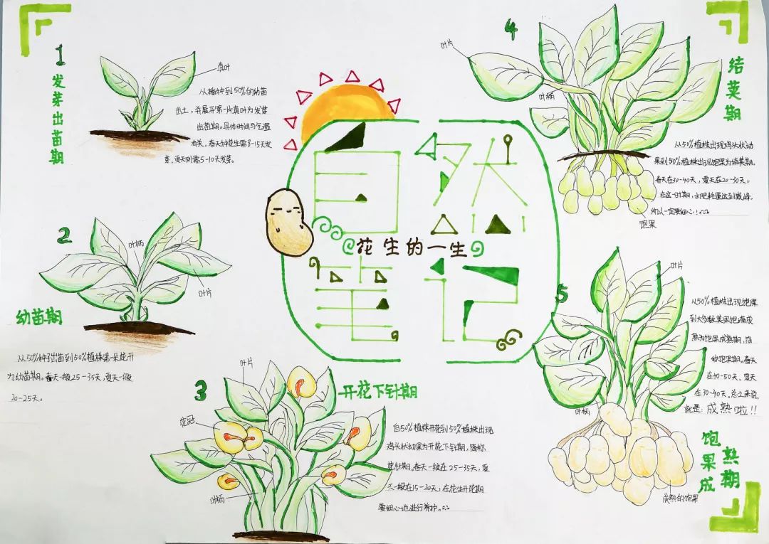 植物的生长过程画图图片