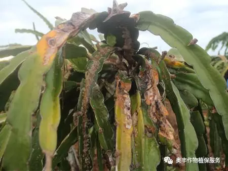 柑橘芒果枇杷火龍果花期專家教你怎樣用藥可以保花保果