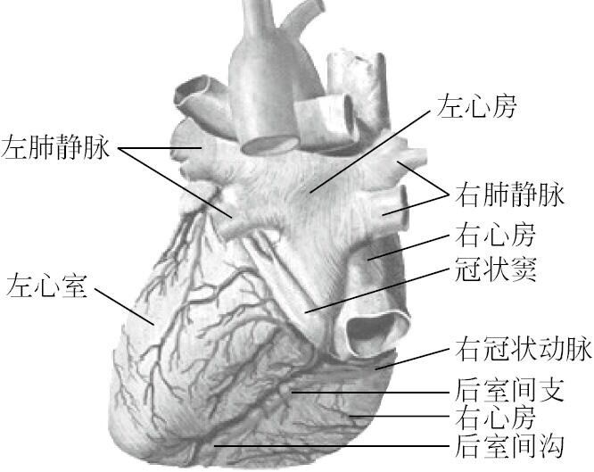 心脏表面的四条沟图片图片