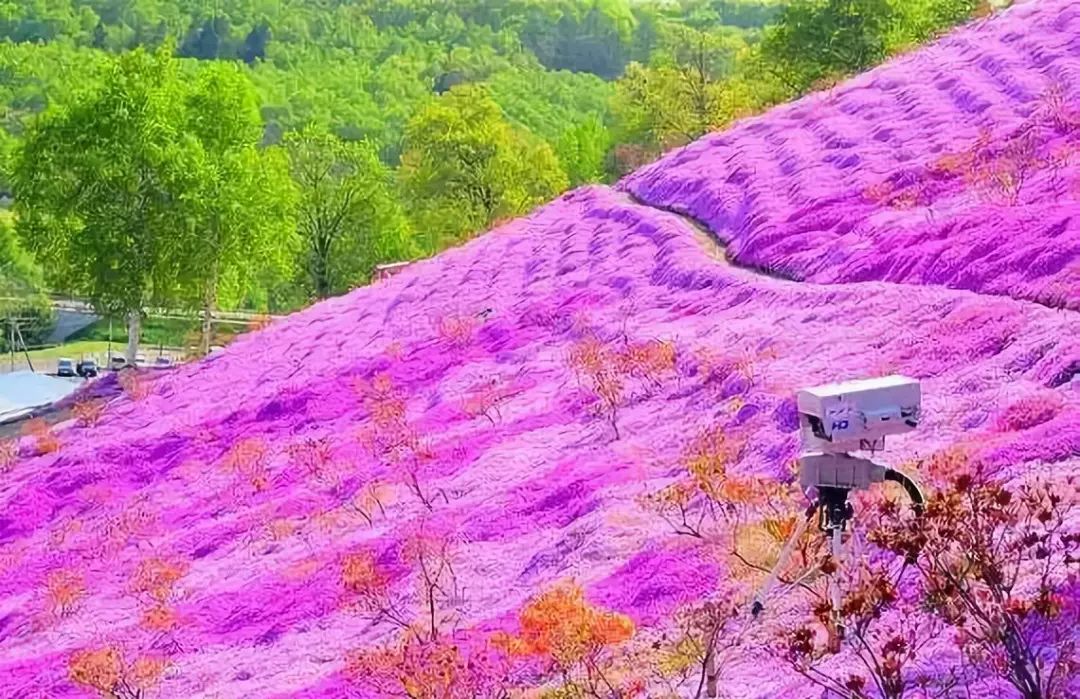 德阳芳菲谷图片