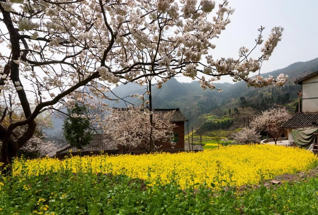 青川县白家乡图片