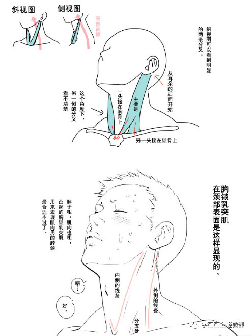 动漫人物头颈肩关系的画法，初学动漫绘画学习教程