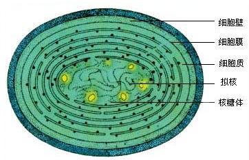 也就是个正常单细胞生物的样子蓝藻结构蓝藻是一种能进行产氧性光合