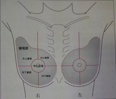 左乳房的3点位置图图片