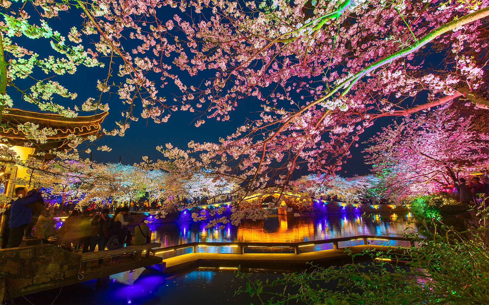 无锡太湖鼋头渚国际樱花节开幕,赏樱渐入佳境