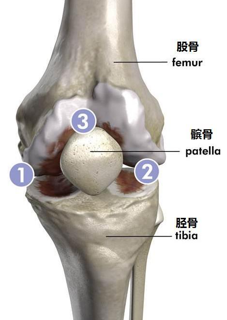 膝关节外侧间隙位置图图片