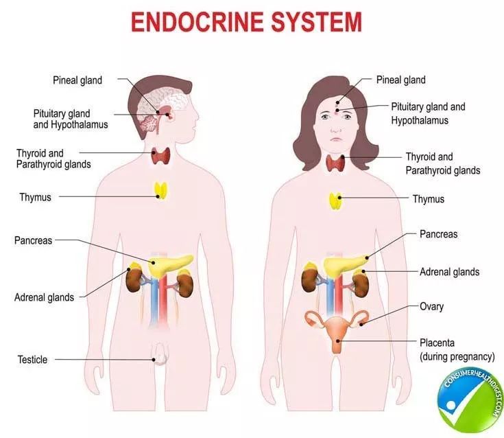 差不多就是这类型的图,意会一下死活找不着人教版生物课本上的那张图