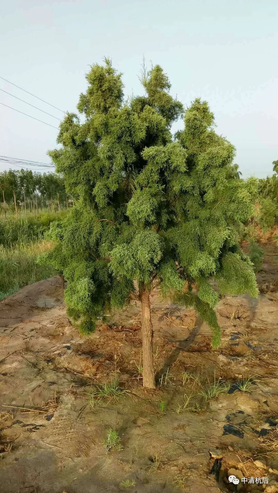 耐盐碱耐旱耐贫瘠耐水湿新品高档树种盐松