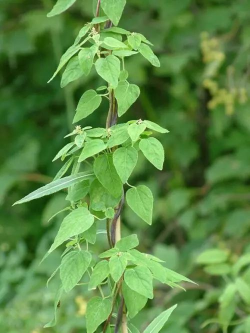 党参的详细种植技术和方法