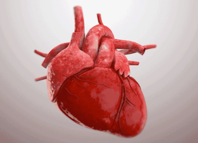 心脏血液流动动态图图片