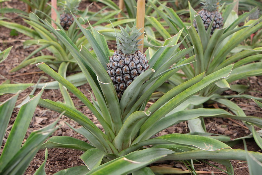 2.菠蘿它集於水果,花蕾,蔬菜,醫藥優點於一身.