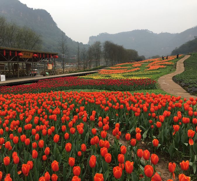 大邑县旅游景点看花图片