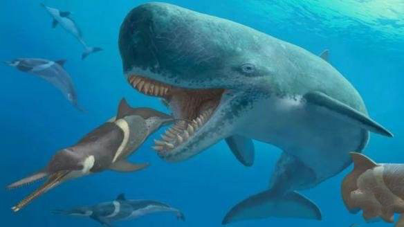 梅尔维尔鲸巨齿鲨图片