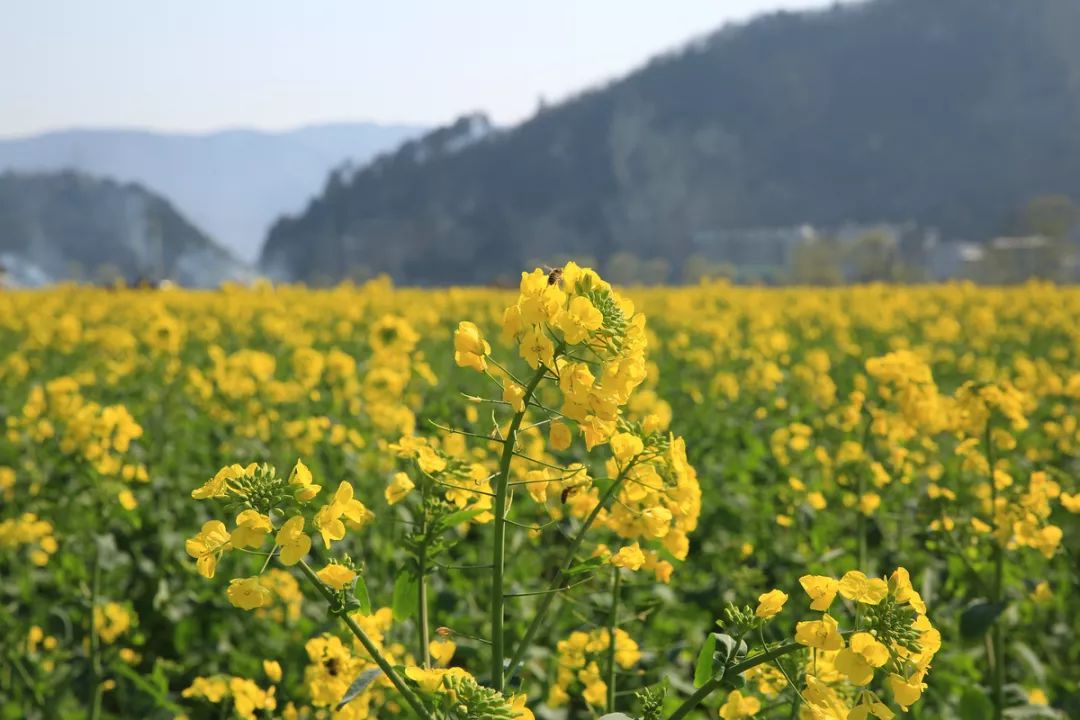 今年古蔺双沙菜花节还有这个活动好期待