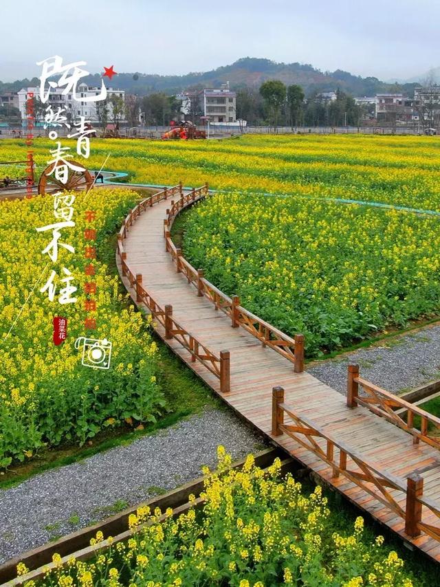 崇州田园油菜花海图片