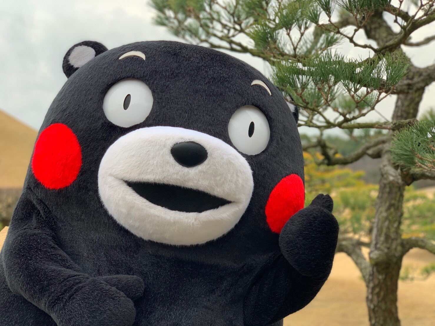 (观察者网讯)熊本熊要换官方中文名了,以后官方中文