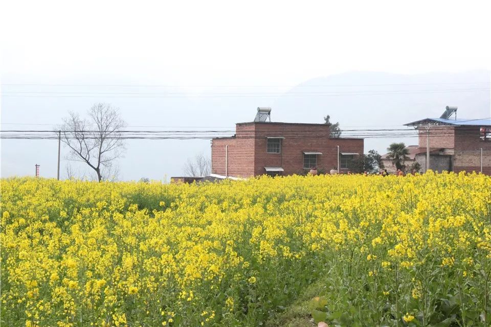 养眼!新民镇北庄村首届油菜花节开幕,美图奉上