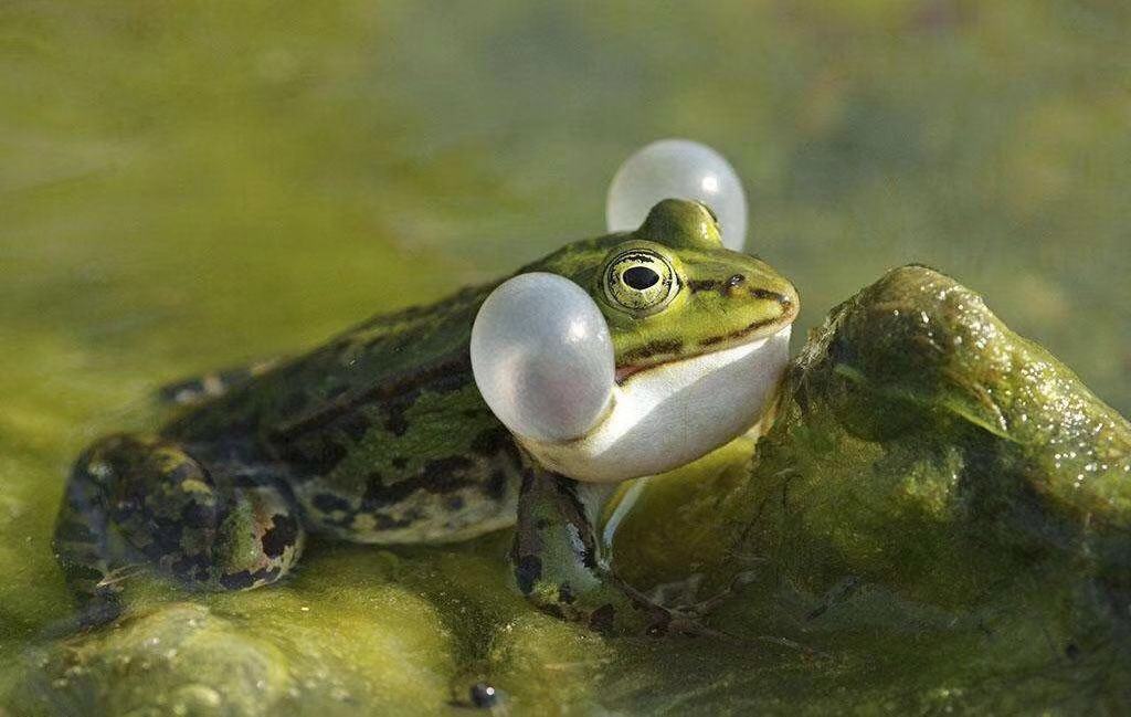 青蛙的样子图片