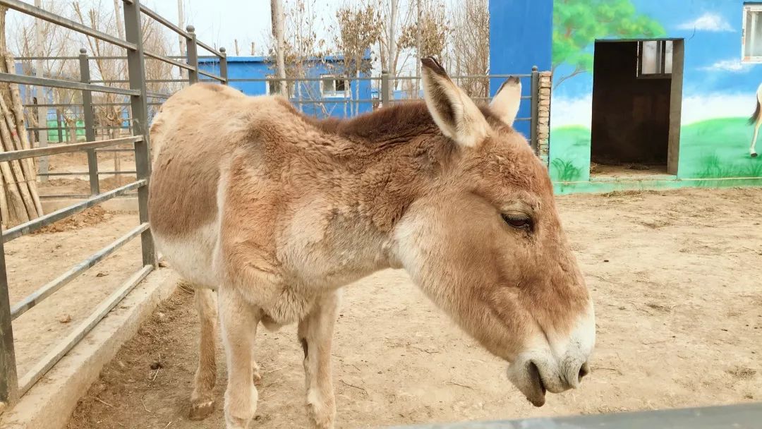 阳谷动物园苏海图片