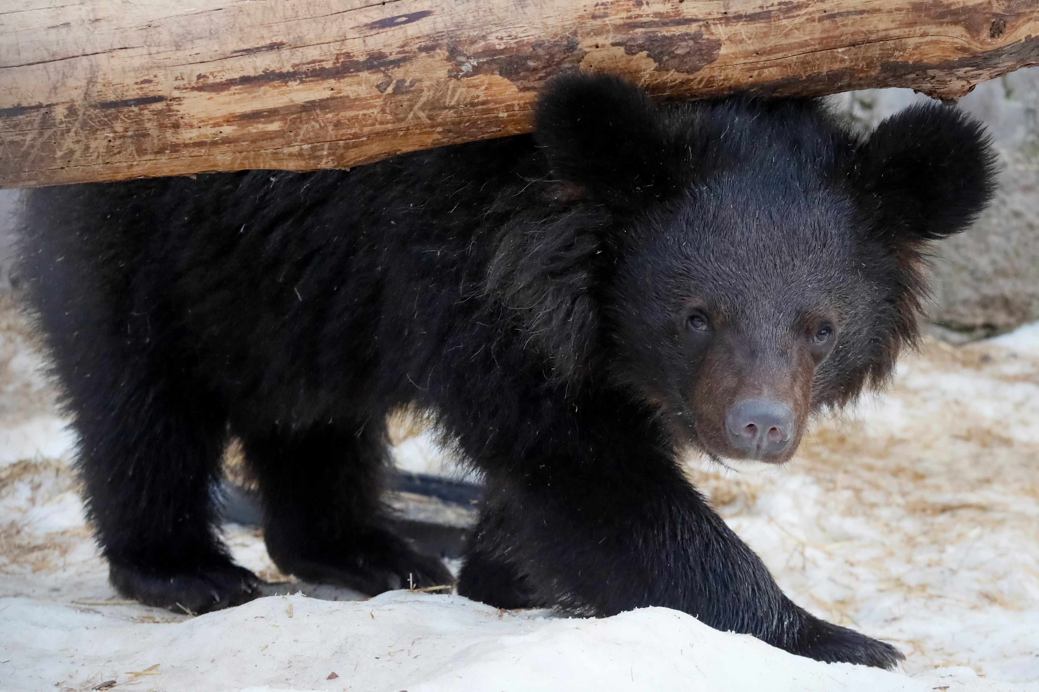 3月5日,在俄羅斯克拉斯諾亞爾斯克的一家動物園,一隻一歲的喜馬拉雅熊