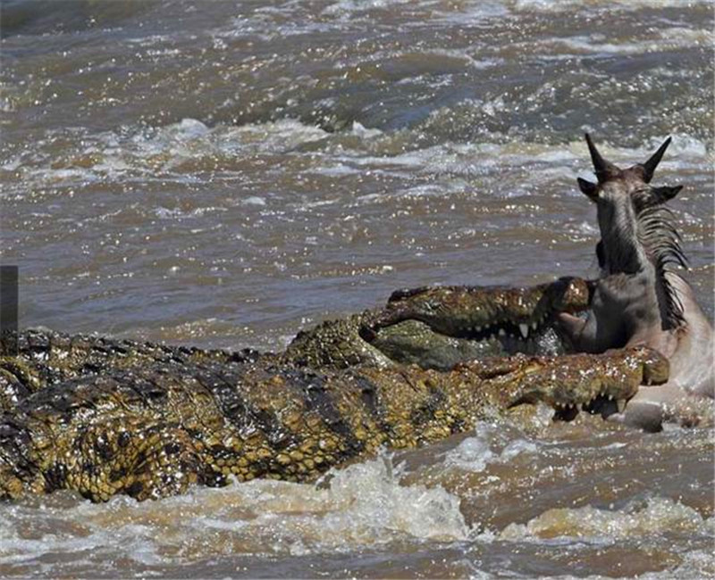 角马过河突然受到鳄鱼群围攻,咽气的那一刻,却更让它愤怒了