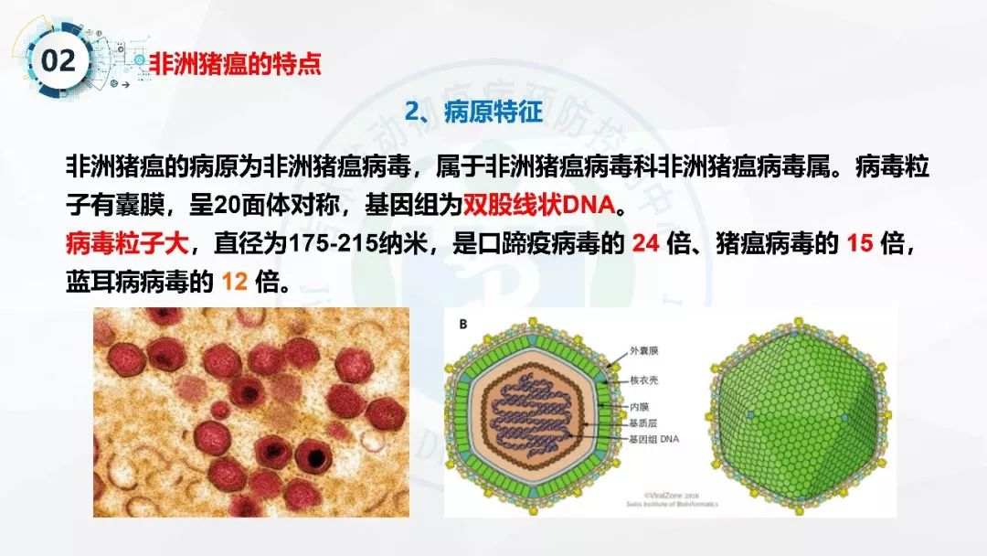 非洲猪瘟视频培训养猪场户非洲猪瘟的科学防控