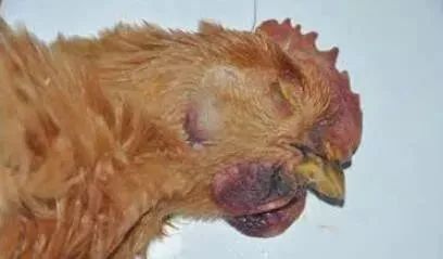 肉鸡腺病毒症状图片图片