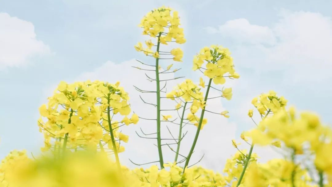 綠心路又又又火啦花開成海奼紫嫣紅即將刷爆樂山人的朋友圈