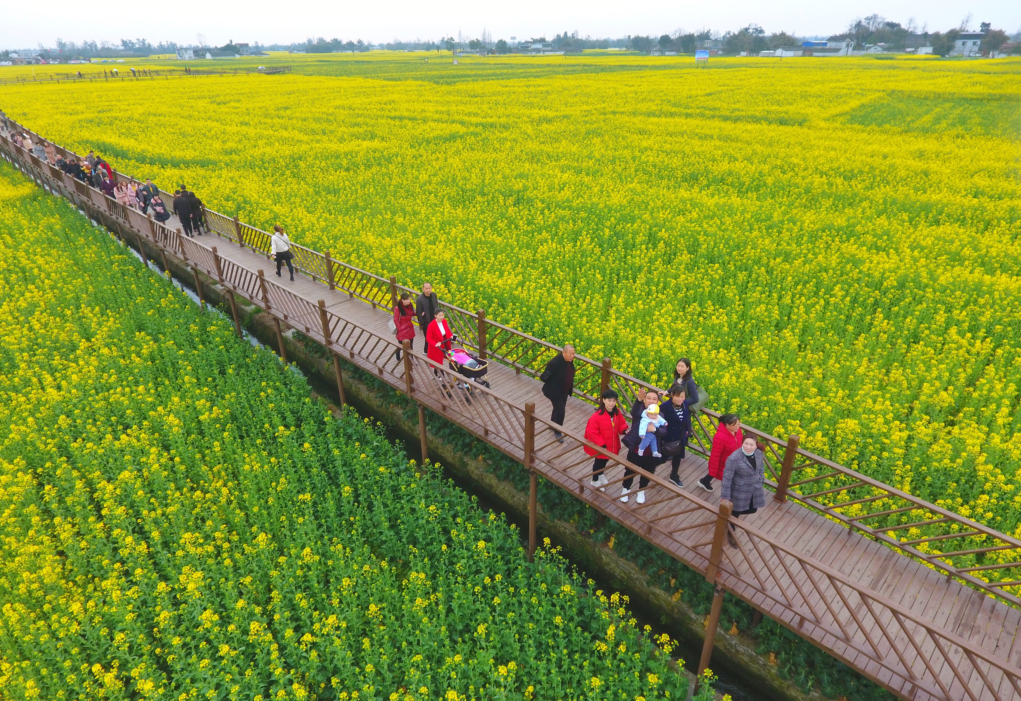 四川广汉"以花为媒"发展乡村旅游