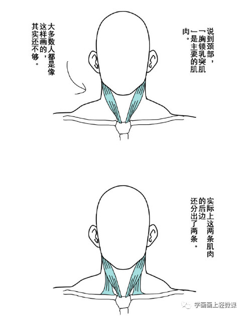 动漫人物头颈肩关系的画法，初学动漫绘画学习教程