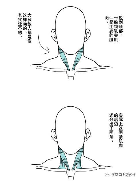 動漫人物頭頸肩關系的畫法，初學動漫繪畫學習教程