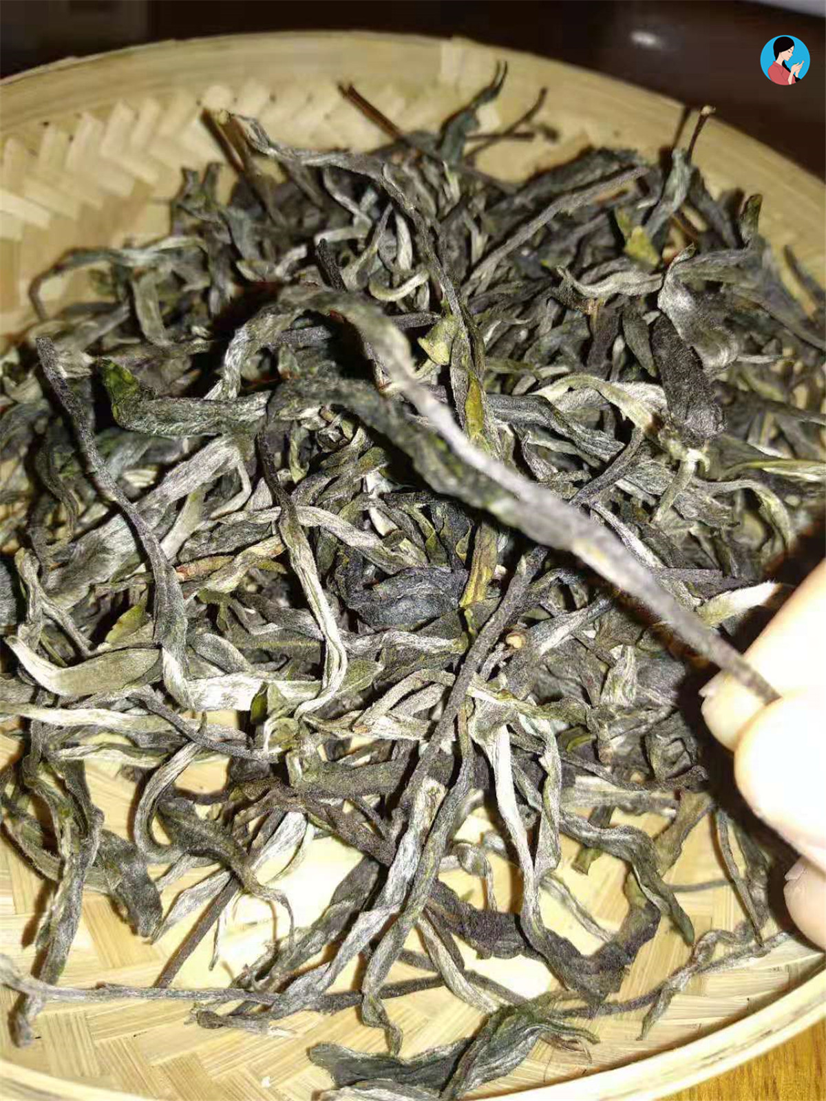 易武落水洞古树茶特点图片