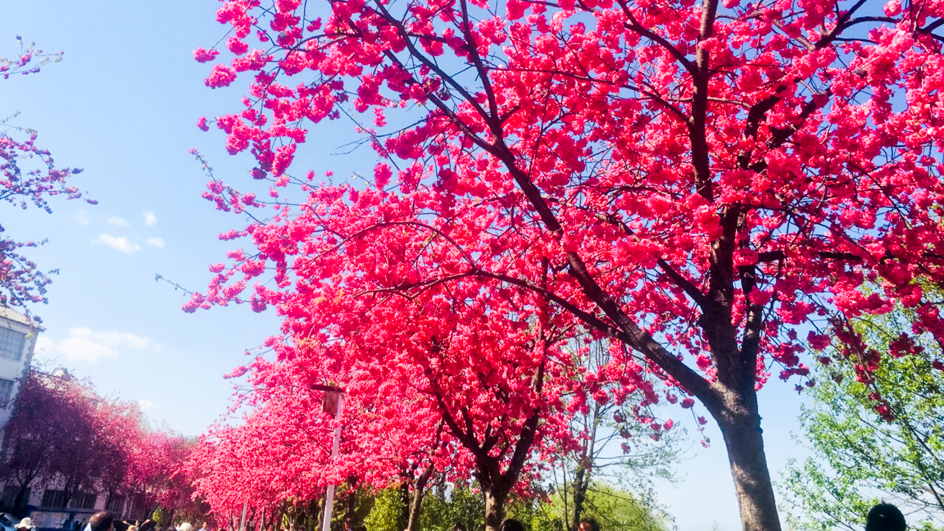国内最美的高校之一，校园里樱花每年开两次，比武汉大学还漂亮