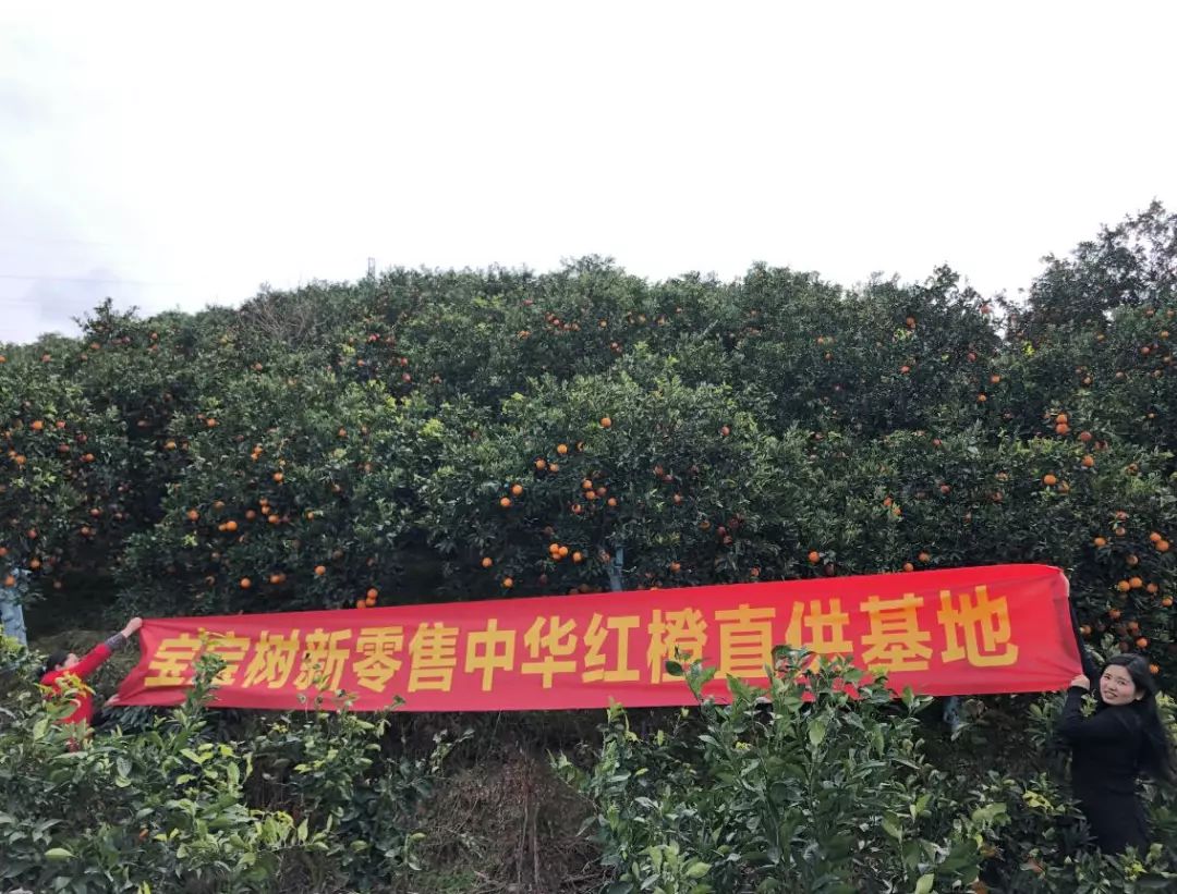 特殊的地理环境和优质的水源,造就了中国脐橙之乡,也成就了中华红橙