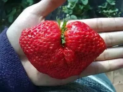 就是爱提问畸形草莓也是超级好吃的