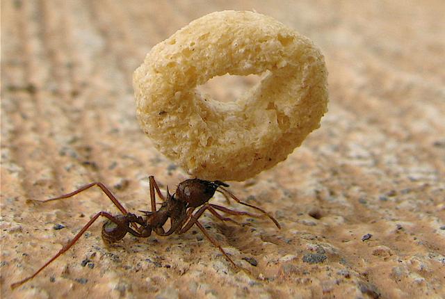 假如蚂蚁放大一万倍会怎么样比人类还强吗