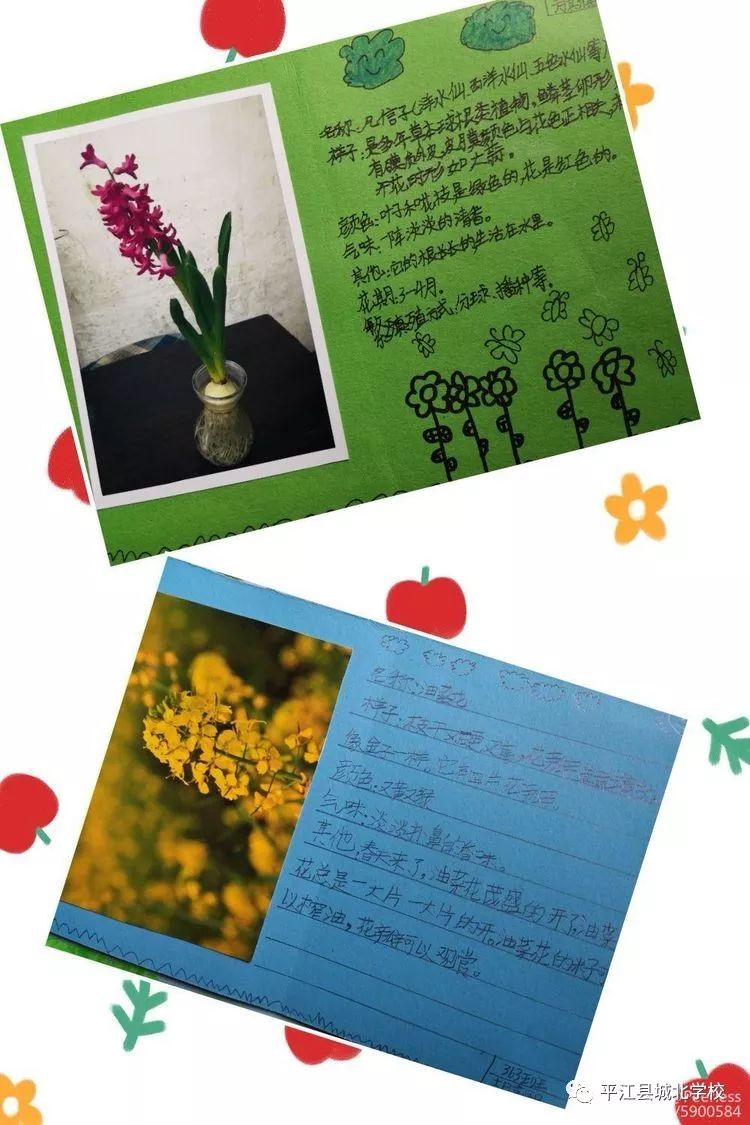 迎春花植物卡片制作图片