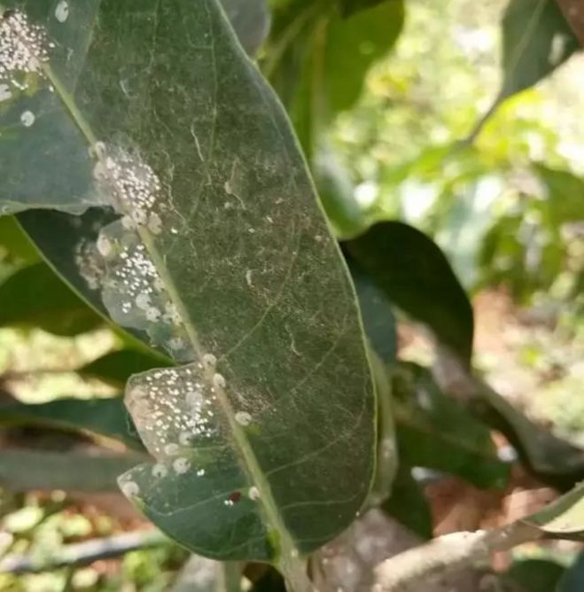 芒果介壳虫除了药剂防治为啥不试试这4个新点子呢