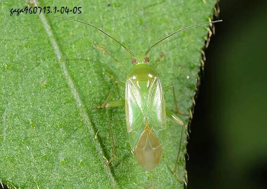 绿盲蝽 图片来源:见水印绿盲蝽是农田生态系统中常见的一种害虫,寄主