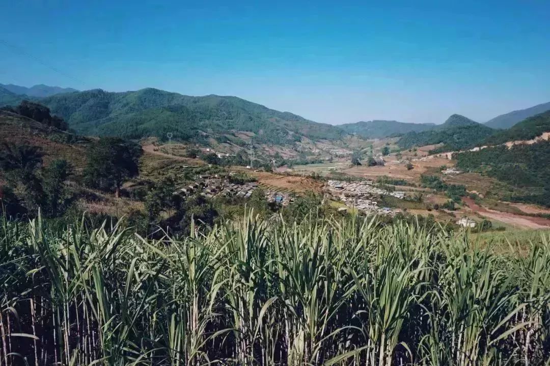 自然生长甘蔗 好糖要在好产地 海拔1000多米的云南哀牢山脉下 种着